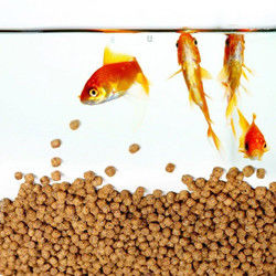 SUS304 ग्रेड फ्लोटिंग फिश फीड प्रोडक्शन लाइन 200-260 Kg/Hr आउटपुट